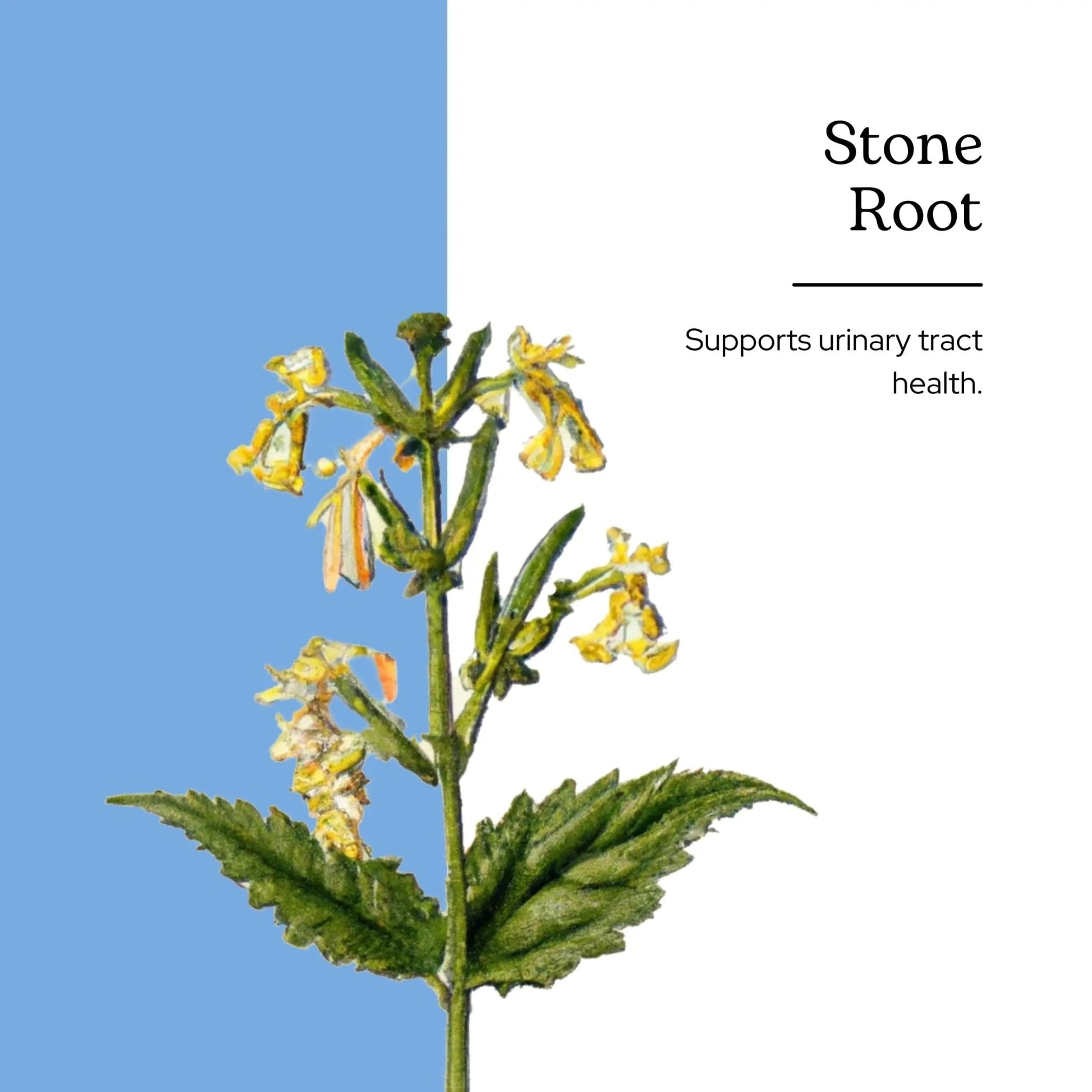 Eclectic Institute Stone Root O 2 Ounce - dailyvitalstore