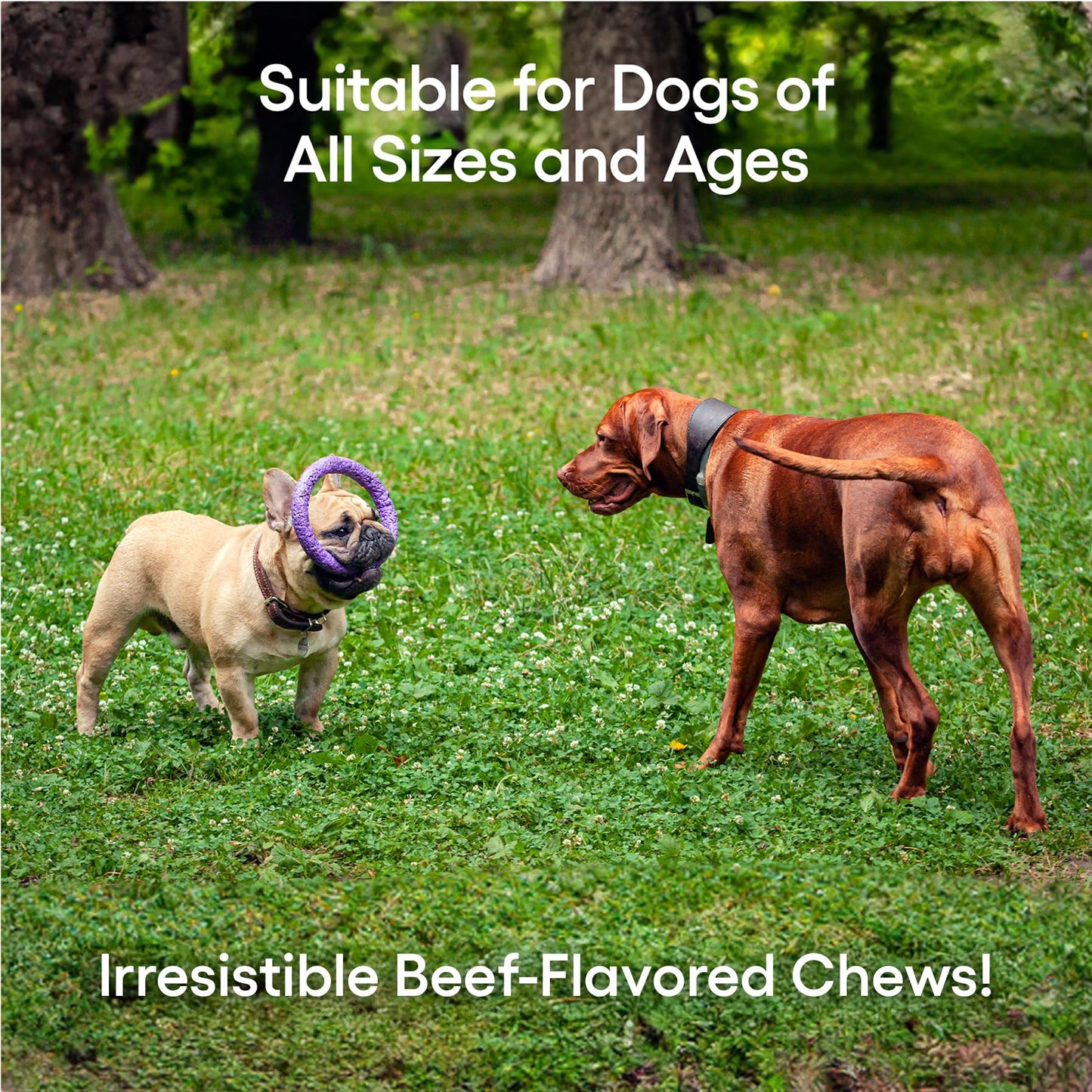 ecoNugenics PectaPaws Chewable Dog Supplements – Beef Flavor, 90 Count – PectaSol Modified Citrus Pectin + Glucosamine HCI for Dogs of All Ages, Supports Mobility, Joints, Immune Function, Pain Relief - dailyvitalstore
