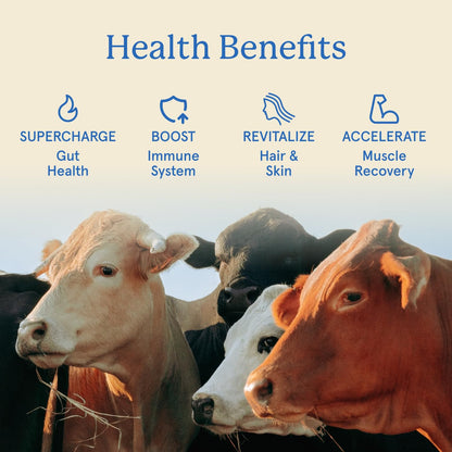Equip Foods Core Bovine Colostrum Gummies, Delicious 1g Per Seving Grass Fed Colostrum Supplement - Gut Health, Immunity, Recovery, Hair & Skin - 60 Bovine Colostrum Gummies, - dailyvitalstore