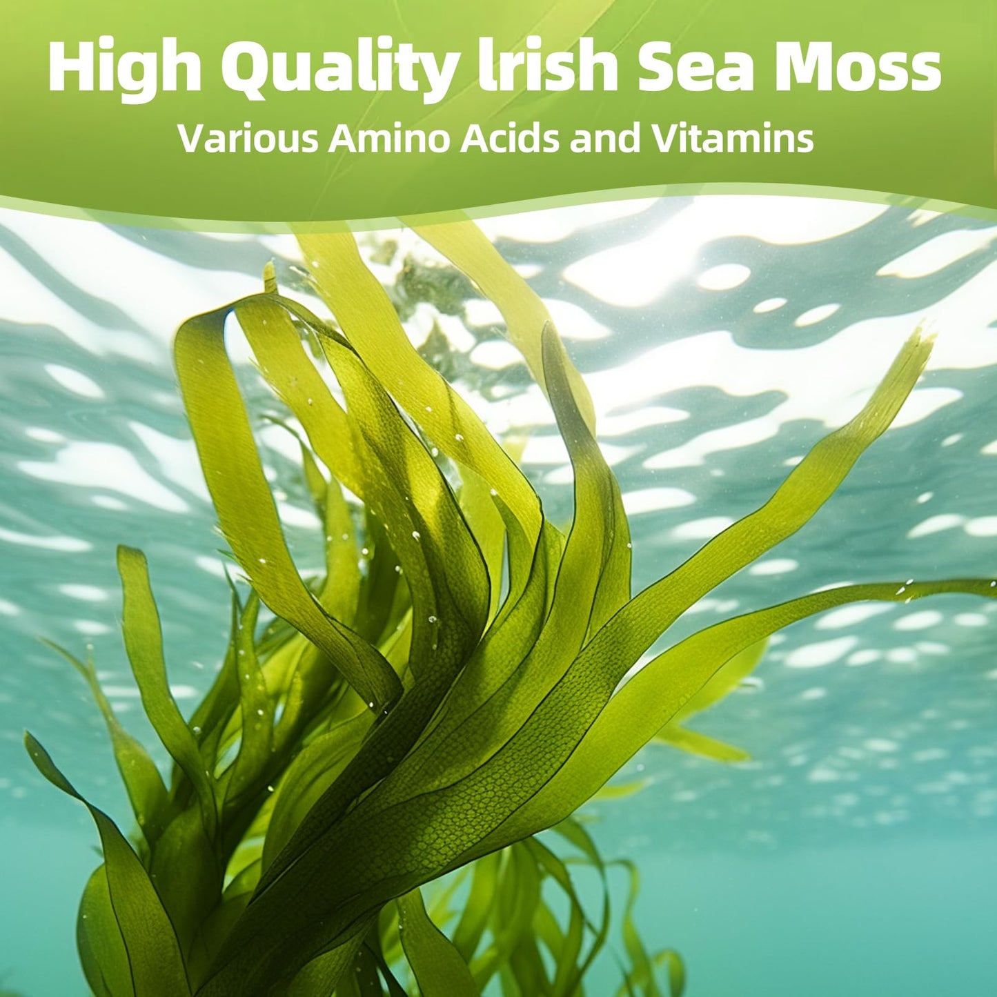 HEALOADING Sea Moss Capsules：Wildcrafted Organic Irish Seamoss & Bladderwack - Rich in Minerals, Supports Thyroid Health, Digestion, Skin & Immune System - Vegan, Non-GMO - dailyvitalstore