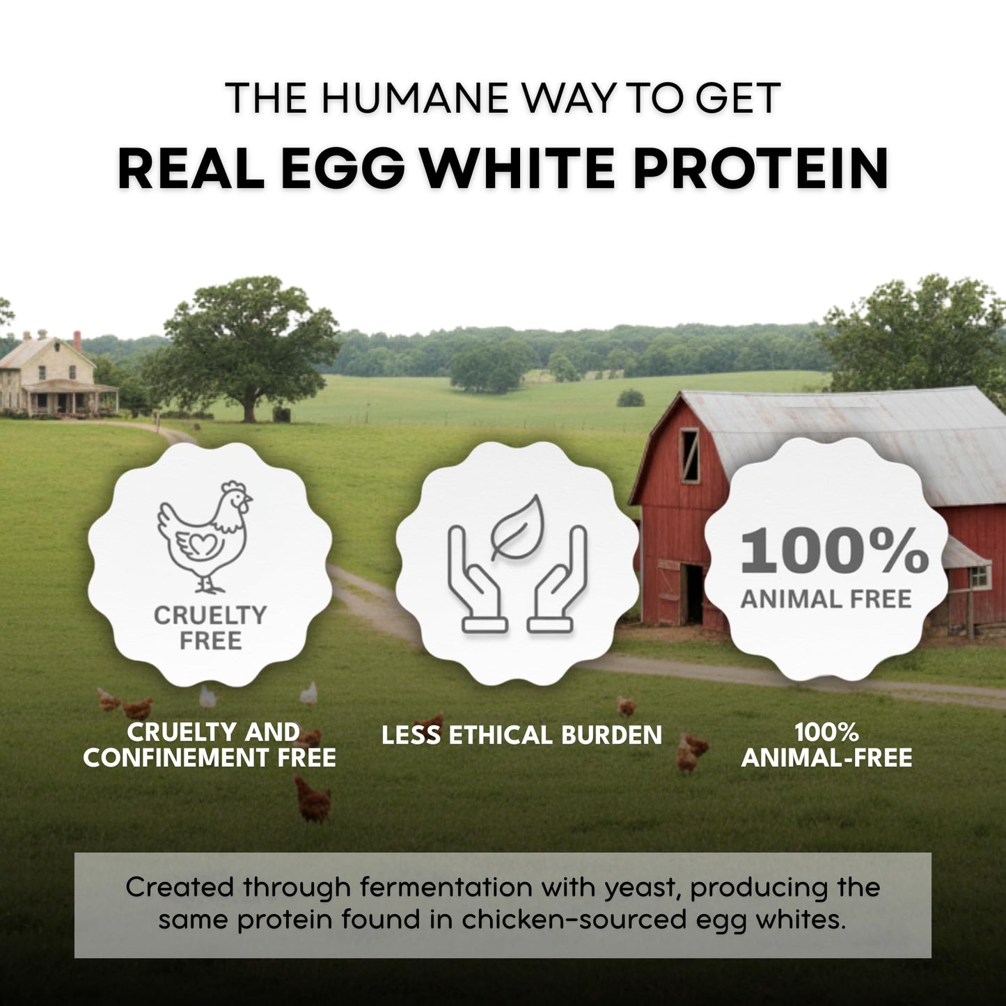 Healthier Comforts Animal-Free Egg White Protein Powder | Make Vegan Egg Omelets, Angel Food Cake, Meringue, Protein Shakes | Whips and Binds Just Like Traditional Egg Whites (8 oz) - dailyvitalstore