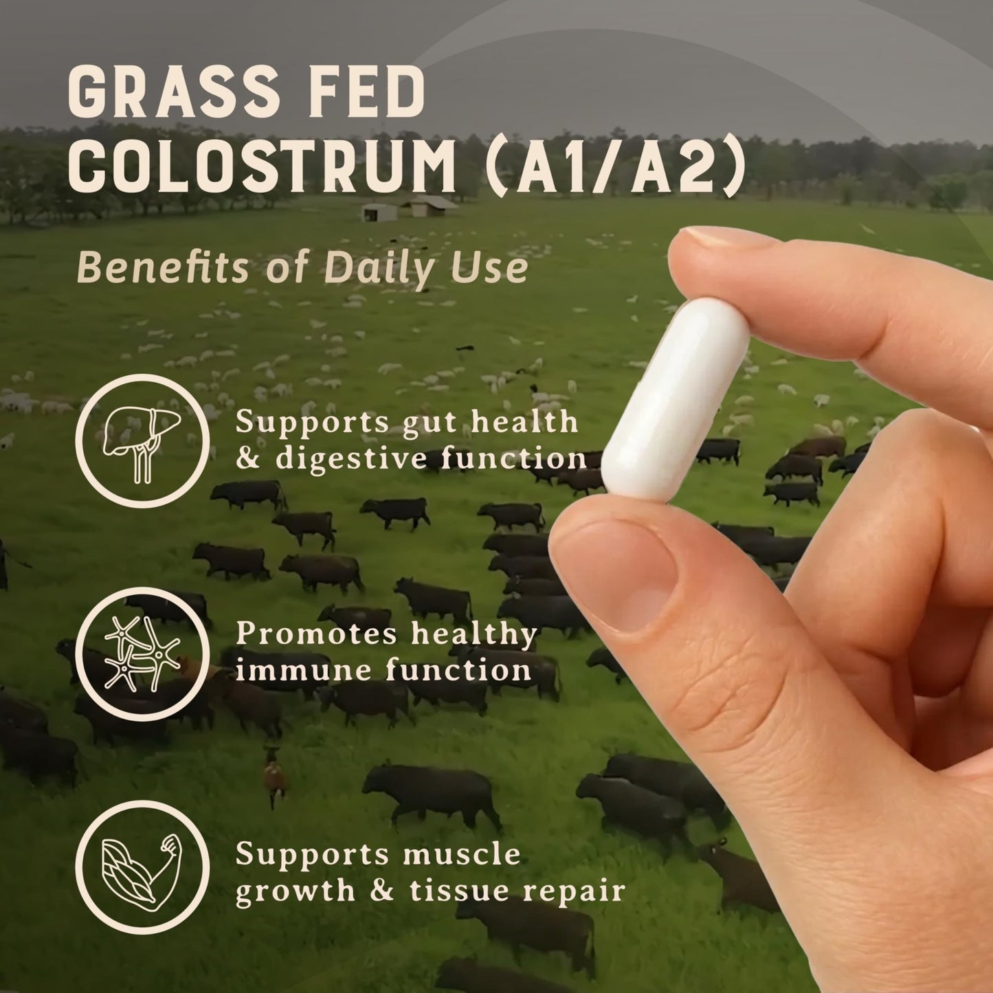 HEART & SOIL 100% Grass Fed & Finished Colostrum Supplement from Regenerative Cattle for Gut, Muscle & Immune Health – 3000mg Bovine Colostrum Capsules - Gut Health for Men & Women –180 Capsules - dailyvitalstore