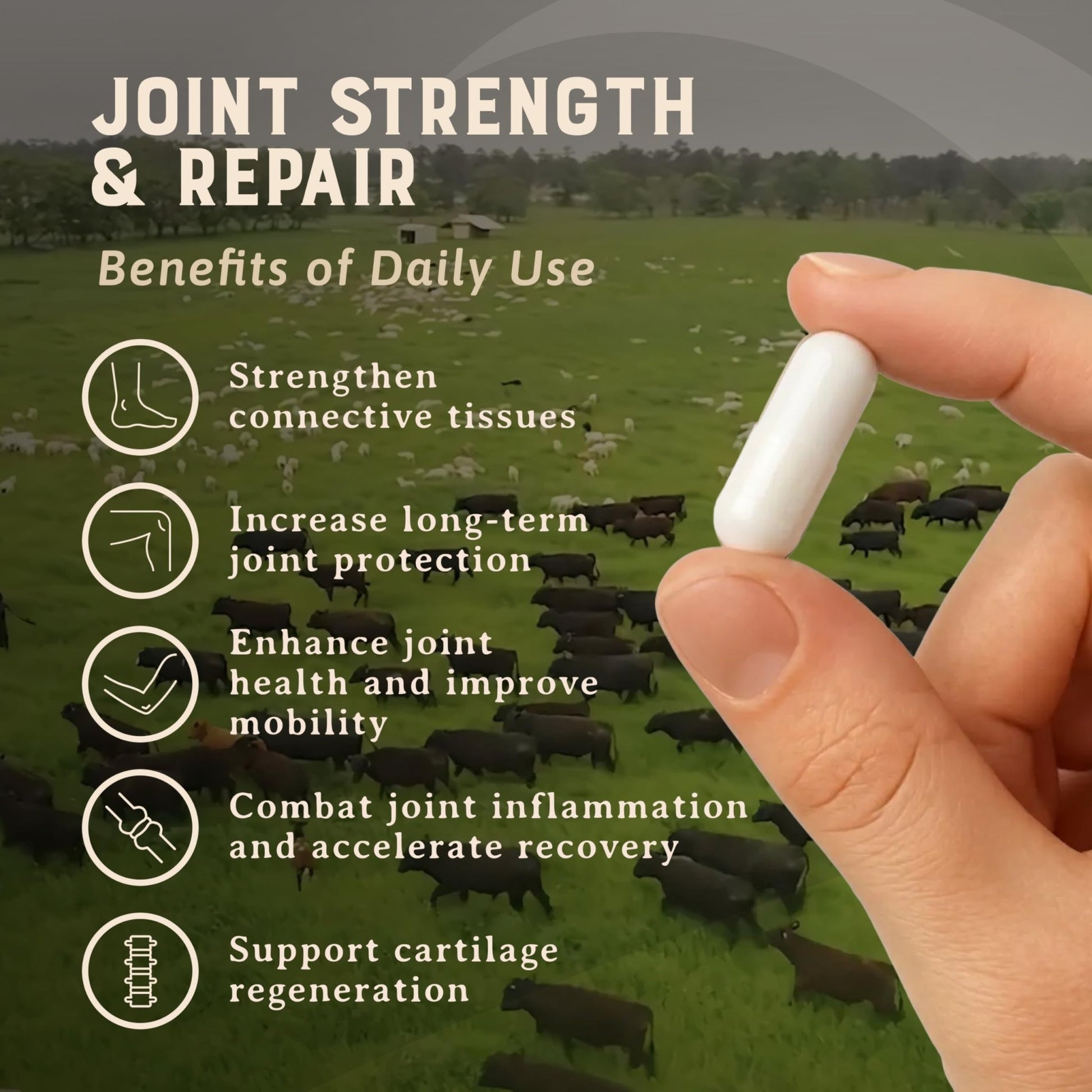 Heart & Soil 100% Grass Fed & Finished Joint Support Supplement from Regenerative Cattle with Trachea, Scapula & Bone Marrow – Supports Joint Strength & Mobility – 3000mg – Glass Bottle – 180 Capsules - dailyvitalstore