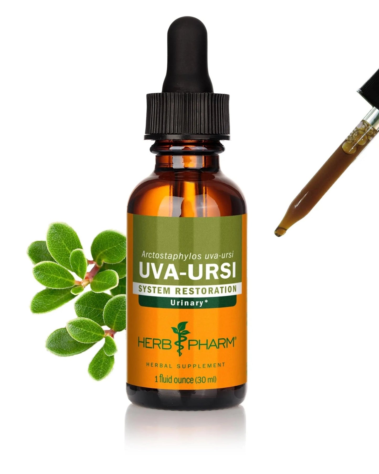 Herb Pharm Uva Ursi Liquid ExtraCount for Urinary System Support, 1 Fl Oz - dailyvitalstore