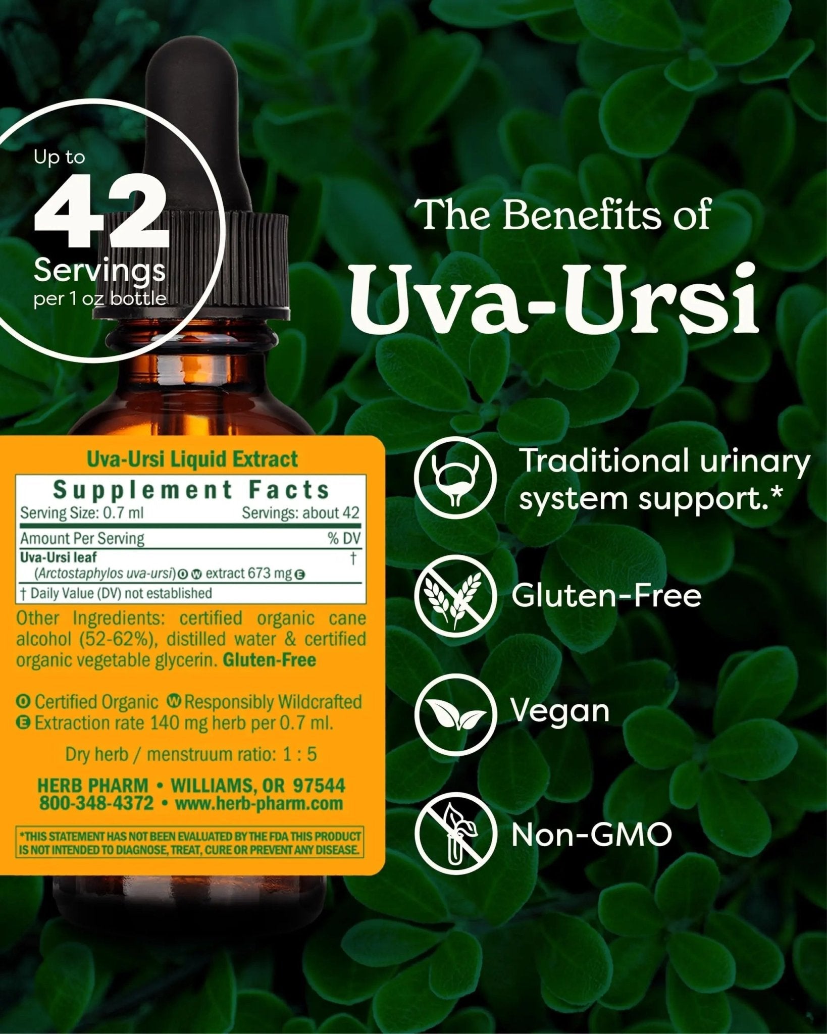 Herb Pharm Uva Ursi Liquid ExtraCount for Urinary System Support, 1 Fl Oz - dailyvitalstore