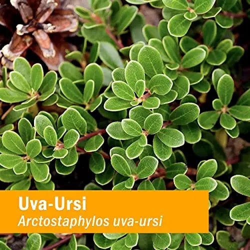 Herb Pharm Uva Ursi Liquid ExtraCount for Urinary System Support, 1 Fl Oz - dailyvitalstore