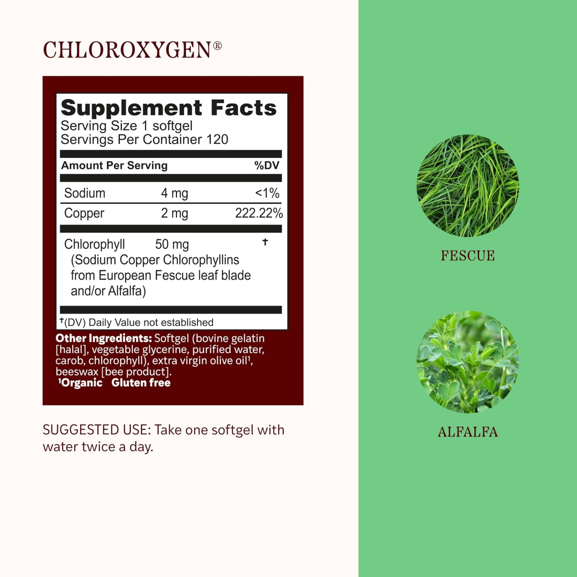 Herbs Etc. ChlorOxygen Chlorophyll Concentrate Softgels - High-Potency Chlorophyll for Detoxification Support - Deodorizing - Skin, Gut - dailyvitalstore