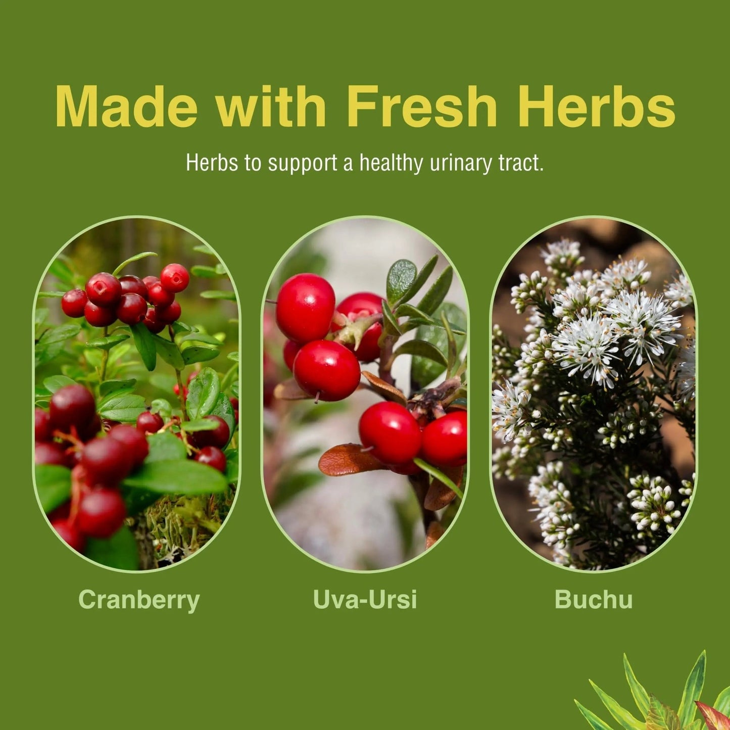 Herbs Etc. CranBladder ReLeaf Softgels - Bladder Health Support - Natural Supplement Formula to Aid Urinary Health & Comfort - Optimal Urinary Support with Cranberry - 60 Softgels (60 Servings) - dailyvitalstore