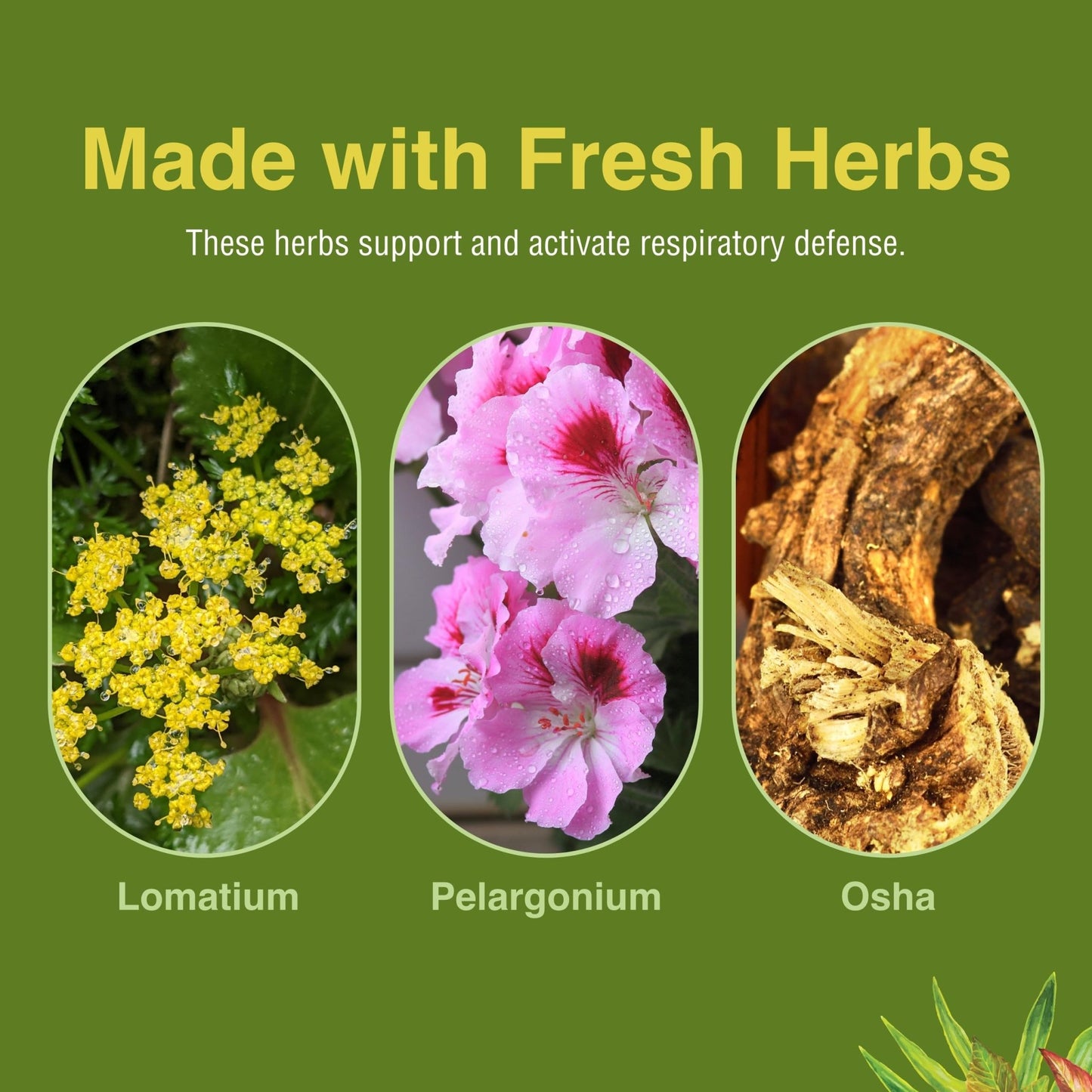 Herbs Etc. Loviral - Lung Health Supplement for Respiratory Defense & Support - Herbal Supplement with Lomatium, Pelargonium & OSHA - Gluten-Free - 60 Softgels (60 Servings) - dailyvitalstore