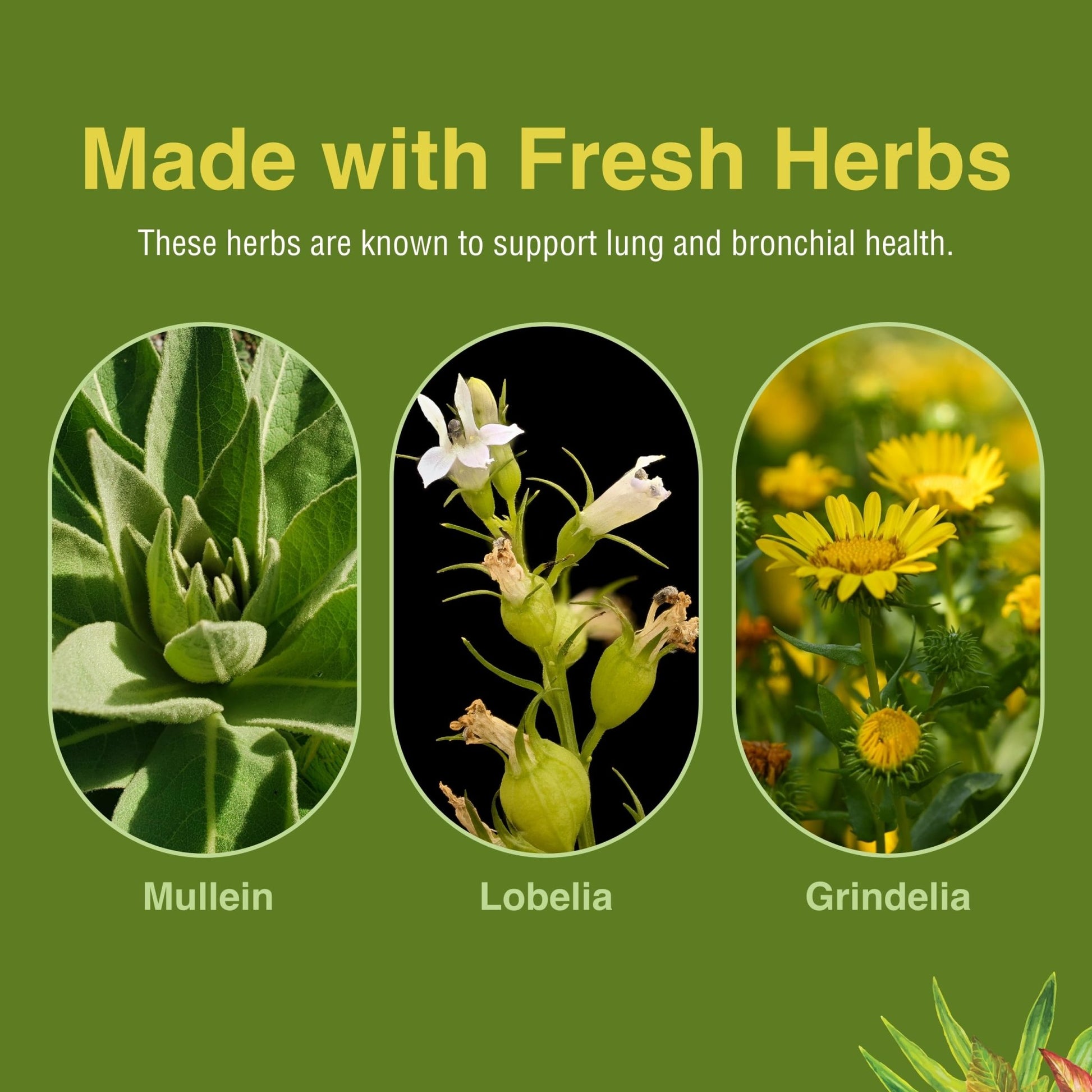 Herbs Etc. Lung Tonic - Lung Supplement for Bronchial Support - Healthy Breathing Support with Mullein, Horehound & Grindelia - 120 Softgels - dailyvitalstore
