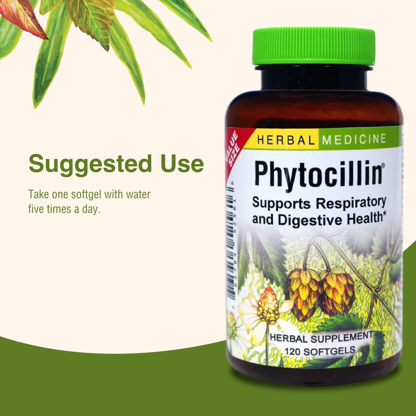 Herbs Etc. Phytocillin - Respiratory & Digestive Health Support Supplement - Herbal Formula to Support Digestion - Support Healthy Breathing - 120 Softgels (120 Servings) - dailyvitalstore