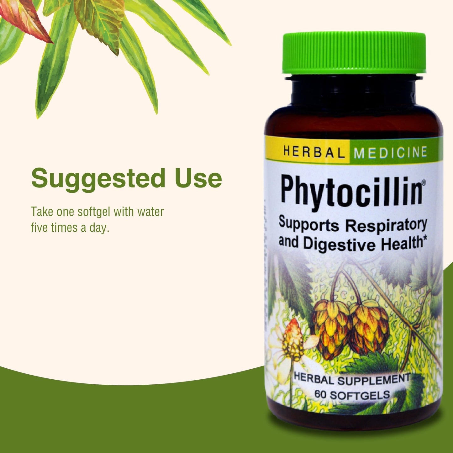 Herbs Etc. Phytocillin - Respiratory & Digestive Health Support Supplement - Herbal Formula to Support Digestion - Support Healthy Breathing - 60 Softgels (60 Servings) - dailyvitalstore