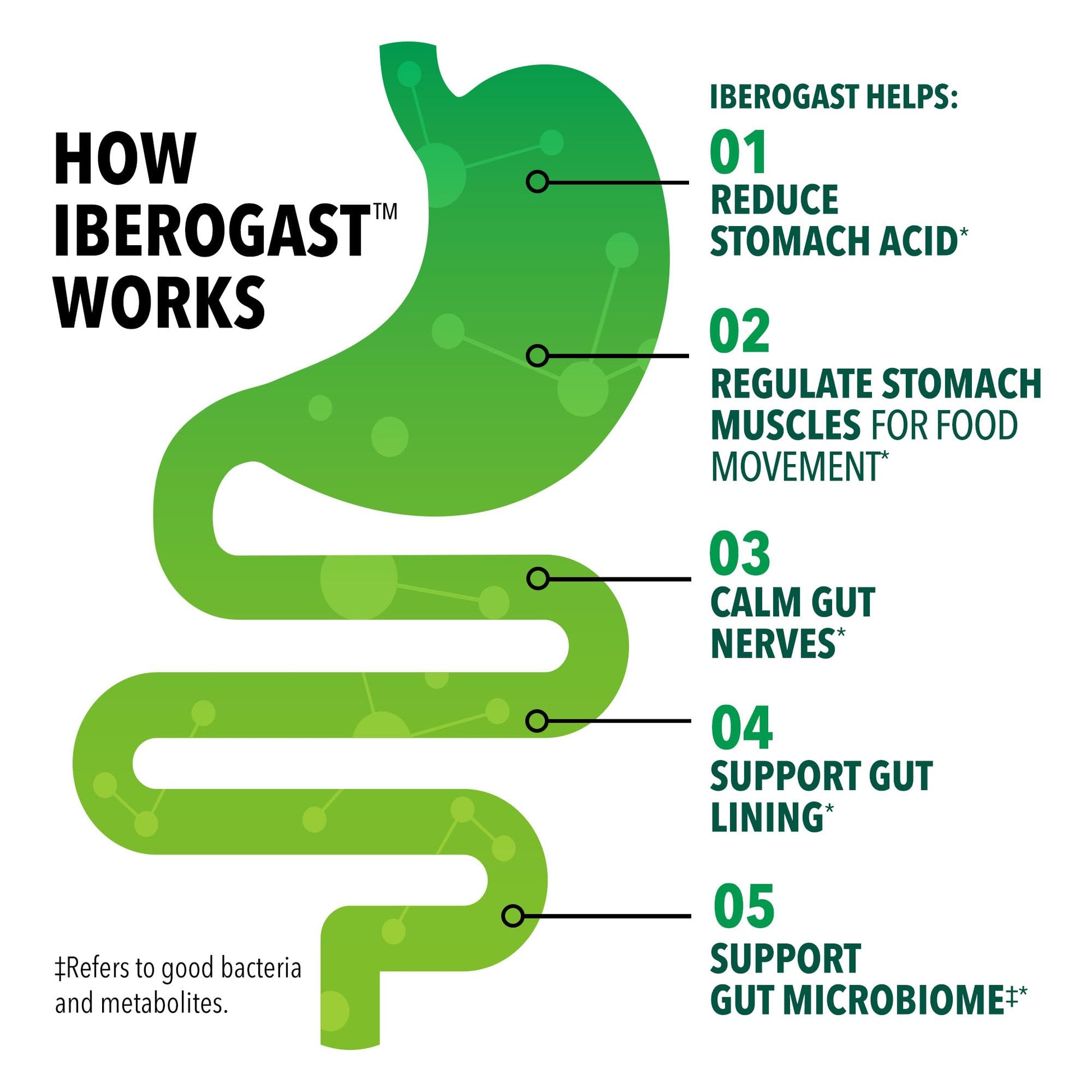 Iberogast Softgels, Herbal Relief of Stomach Upsets: Occasional Indigestion, Bloating, Gas, Nausea, Upset Stomach; 6-Herb Blend with Iberis Amara, Peppermint, Licorice, Lemon Balm; 30ct - dailyvitalstore