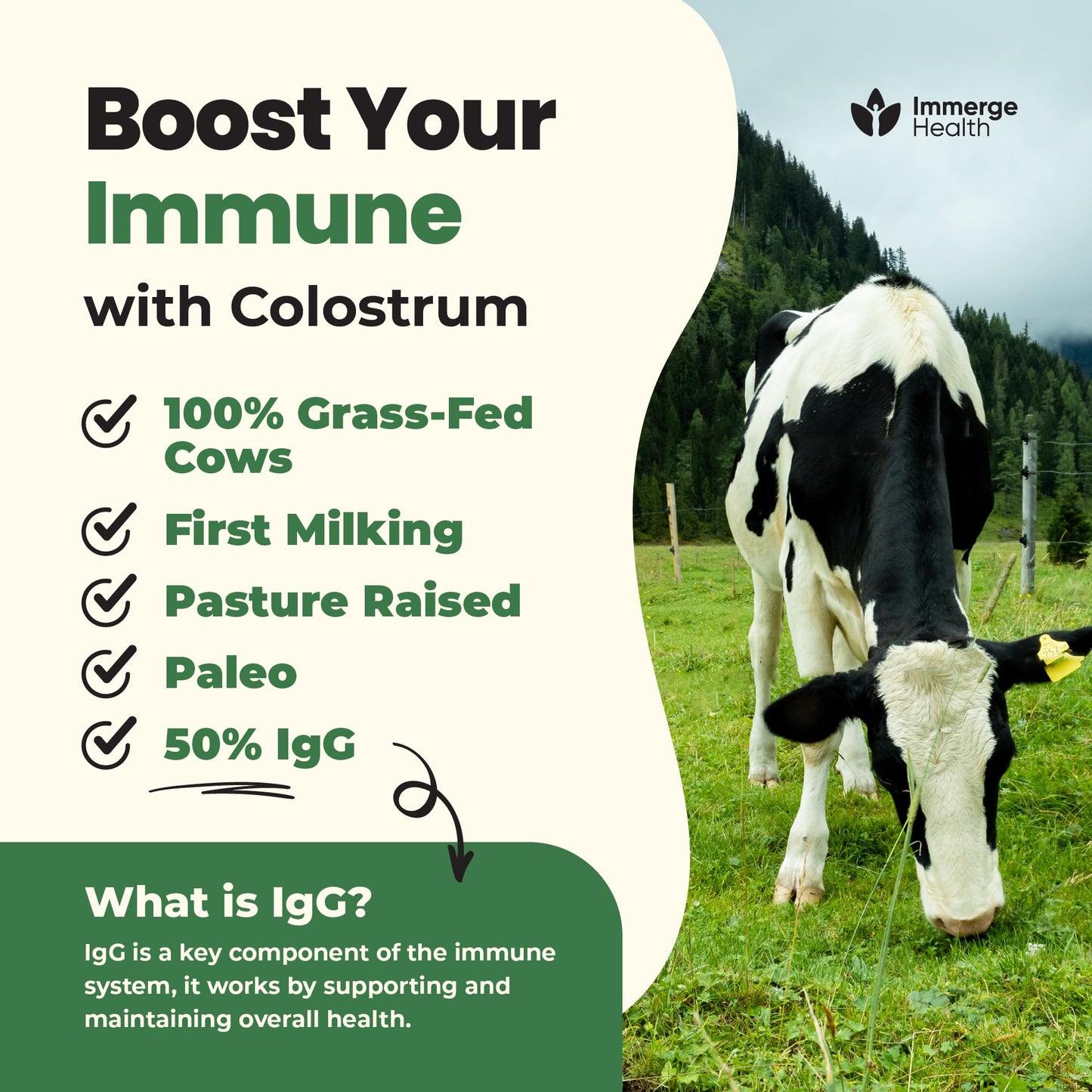 Immerge Health Super Colostrum Powder (60 Servings) – Premium Bovine Colostrum Supplement for Gut Health, Bloating & Immune Support – High IgG, 100% Grass Fed - dailyvitalstore
