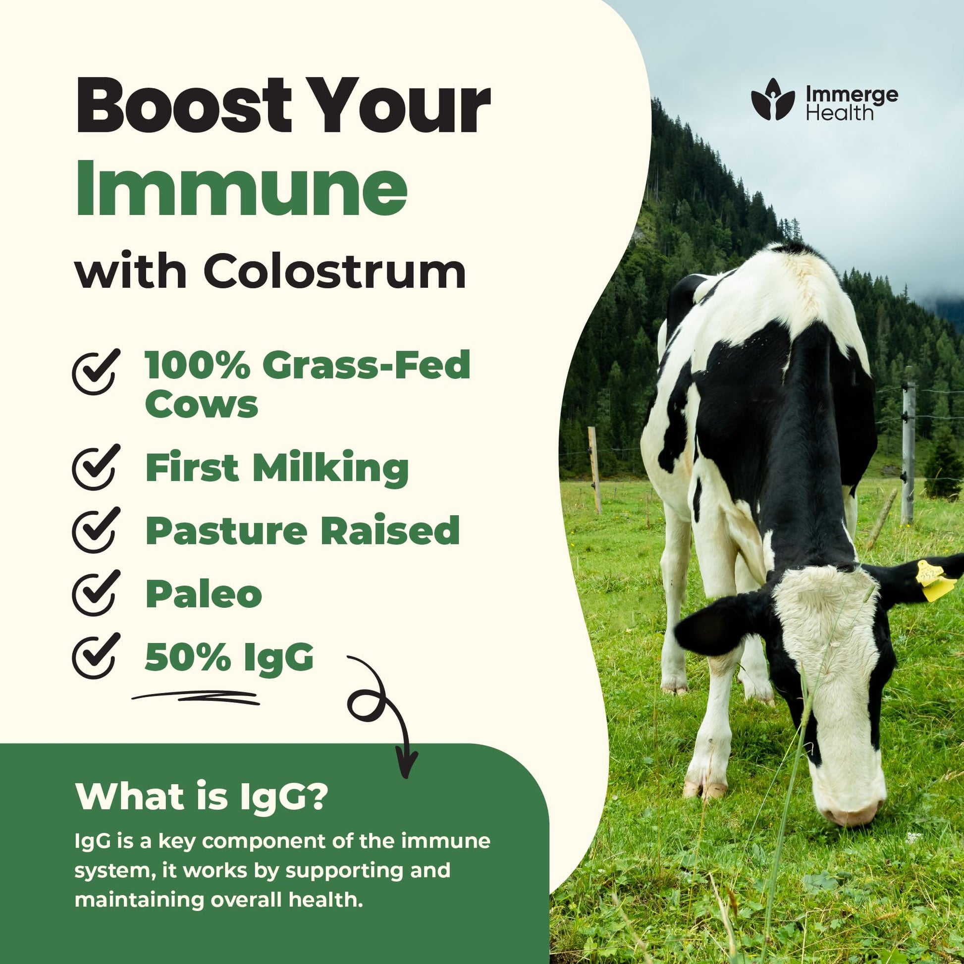 Immerge Health Super Colostrum Powder (60 Servings) – Premium Bovine Colostrum Supplement for Gut Health, Bloating & Immune Support – High IgG, 100% Grass Fed First Milking, Unflavored, Made in USA - dailyvitalstore