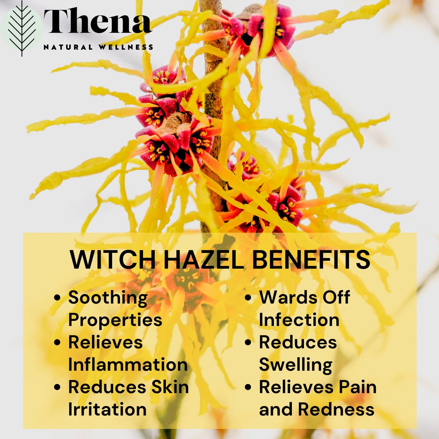 Intense Hemorrhoid Treatment Natural Hemorrhoid Relief Cream, Max Strength Herbal Anal Fissure Relief Ointment with Organic Witch Hazel for Postpartum Piles, Best with Thena Sitz Bath Soak Women Men - dailyvitalstore