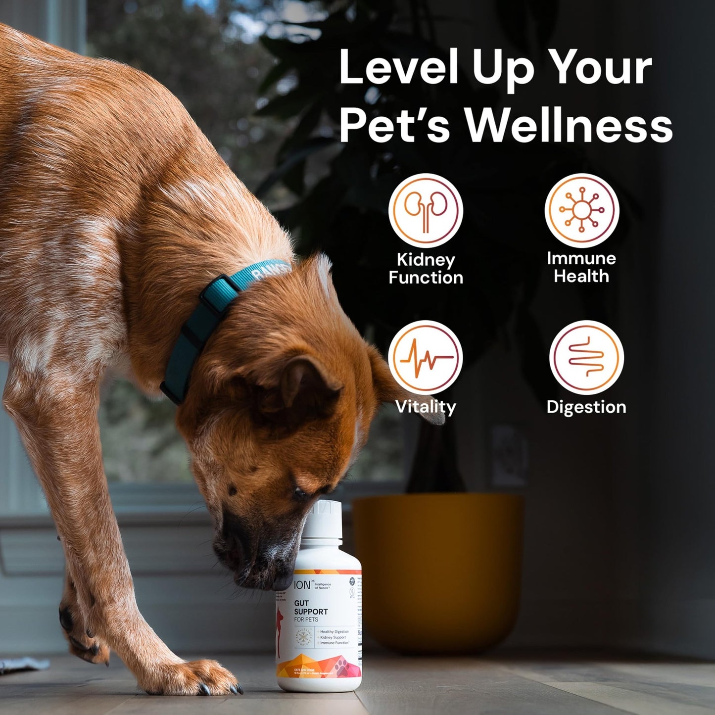 ION* Intelligence of Nature Gut Support For Pets - Liquid Probiotics Drops Alternative for Dogs & Cats, Digestive Health for Puppies, Skin & Hair Health - 16 fl oz (Pack of 1) - dailyvitalstore