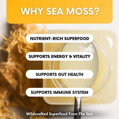 Joy Sea Moss Wildcrafted Irish Sea Moss Gel 16 oz | Made in USA | Gold Seamoss Superfood | Rich in Vitamins & Minerals | Real Fruit | Nutritional Supplement | Mango - dailyvitalstore