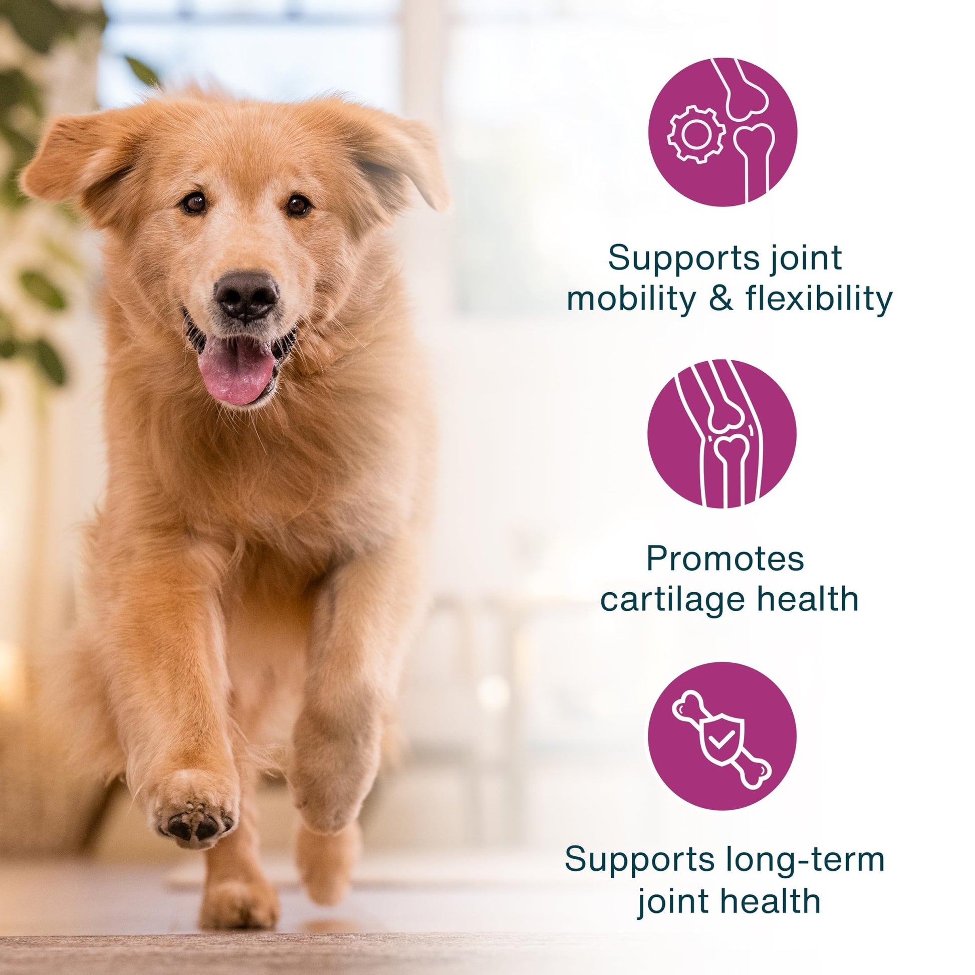 JustFoodForDogs JustFresh Boosts Hip & Joint Support Dog Food Toppers with Glucosamine to Support Hip Mobility & Joint Flexibility, Human-Grade Fresh Pet Meal Booster, 8 oz Pouches - 8 Pack - dailyvitalstore