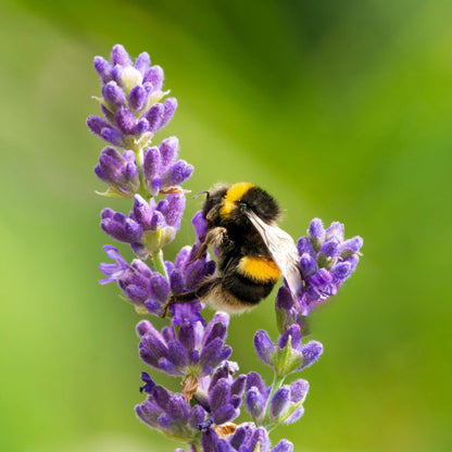 Lavender Aerated Lip Balm tin - Single - dailyvitalstore