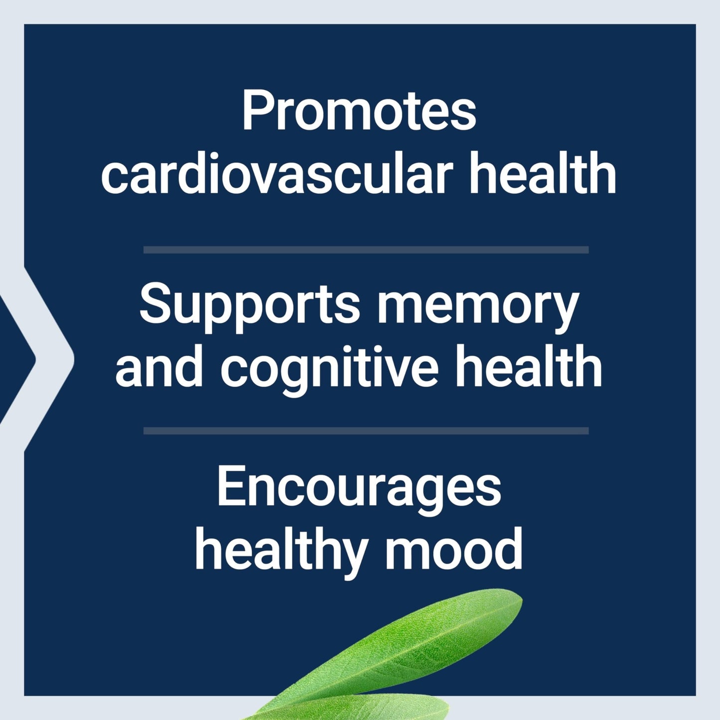 Life Extension Healthy Aging Powder, Healthy Aging Supplement, Heart Health, Brain Health, Exercise Performance, Taurine, Lithium, spermidine, Powder Blend, Non-GMO, Vegetarian, 30 Servings - dailyvitalstore