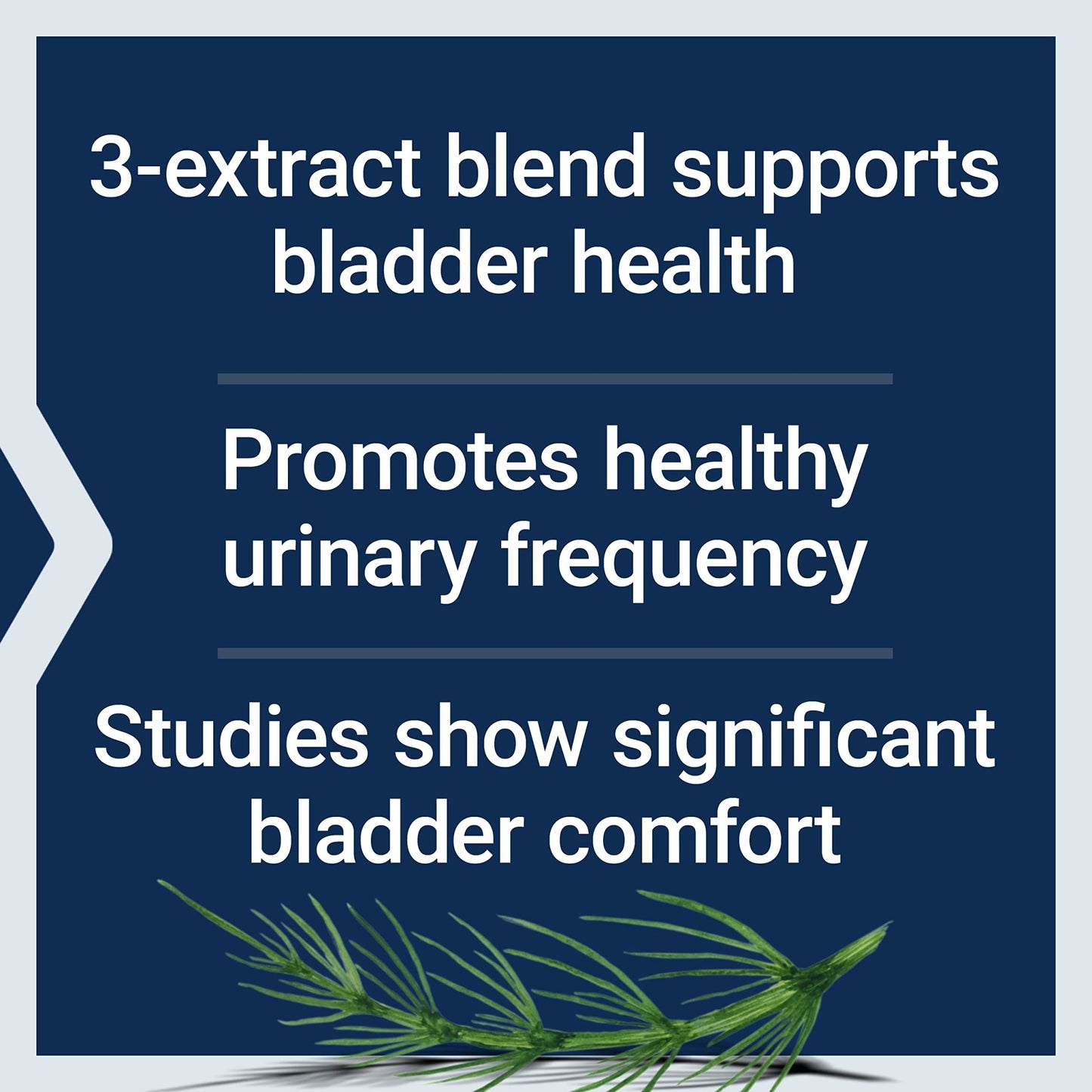 Life Extension Women's Bladder Support – for Bladder Health and Normal Urinary Frequency – Horsetail, Lindera and Three-Leaf Caper Extracts – Non-GMO – Gluten Free — 60 Vegetarian Capsules - dailyvitalstore