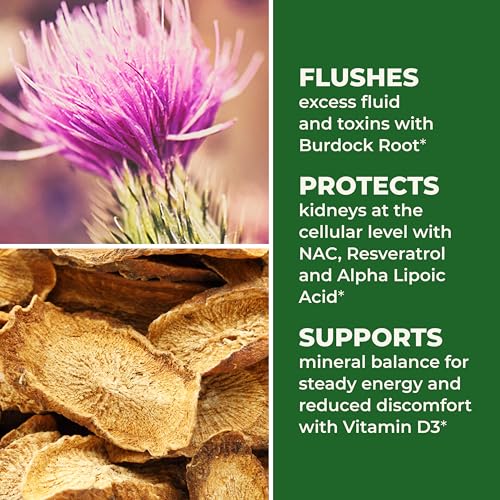 LifeSeasons Kidney Support Supplement – Cellular Protection with NAC, Alpha Lipoic Acid, Resveratrol, Burdock Root & Vitamin D3 – Supports Detox, Oxidative Stress & Renal Function – 120 Capsules - dailyvitalstore