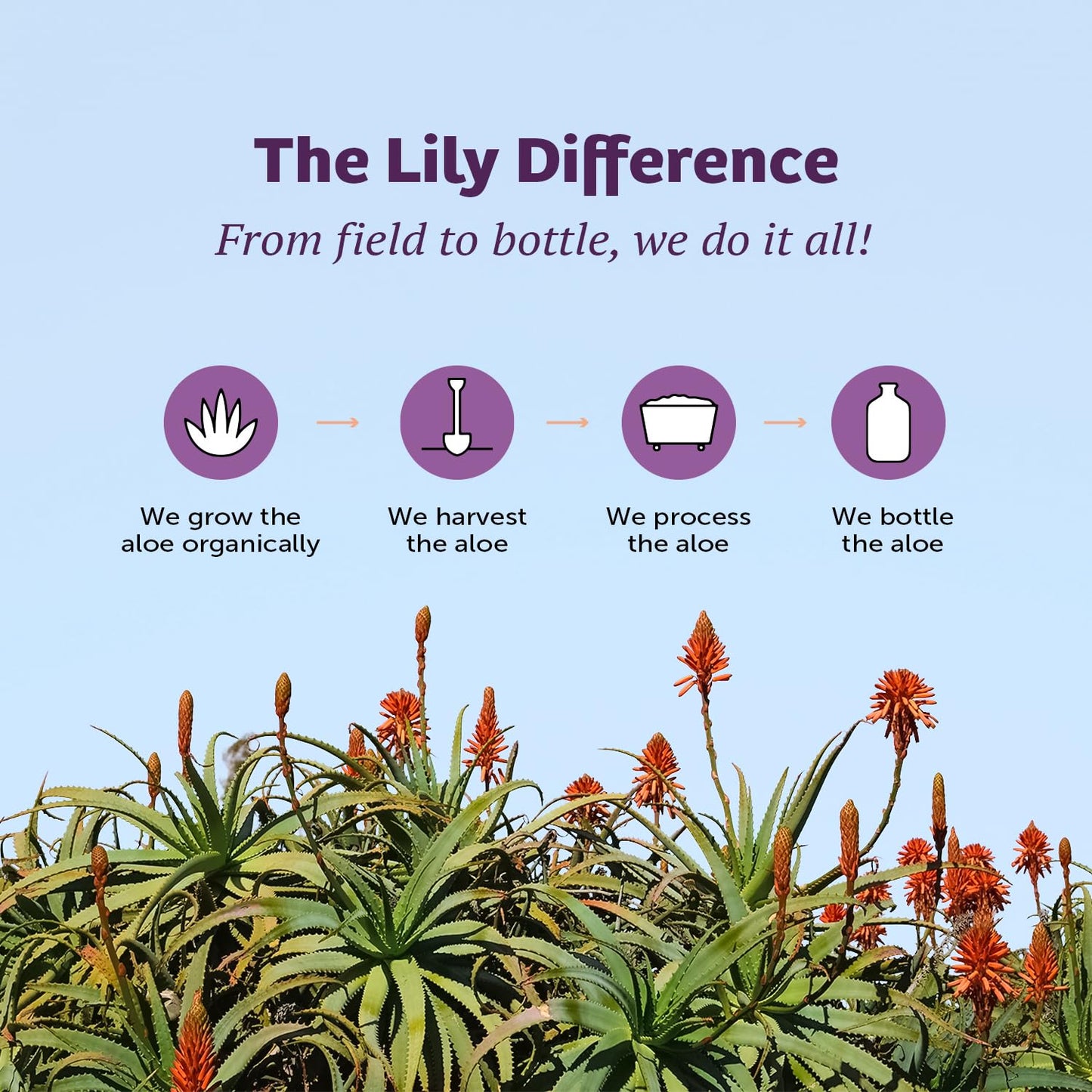 Lily of the Desert Aloe Vera Juice, Whole Leaf Filtered, Organic & Preservative Free – Natural Vitamins, Digestive Enzymes for Gut Health, - dailyvitalstore