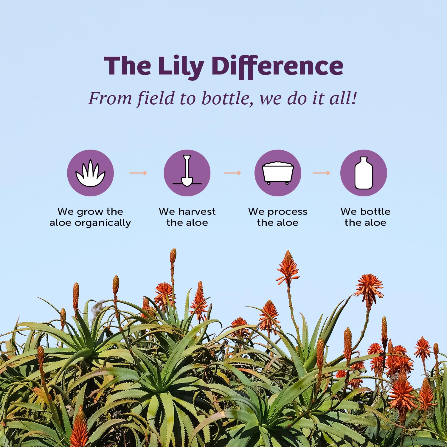 Lily of the Desert Aloe Vera Juice, Whole Leaf Filtered, Organic & Preservative Free – Natural Vitamins, Digestive Enzymes for Gut Health, - dailyvitalstore