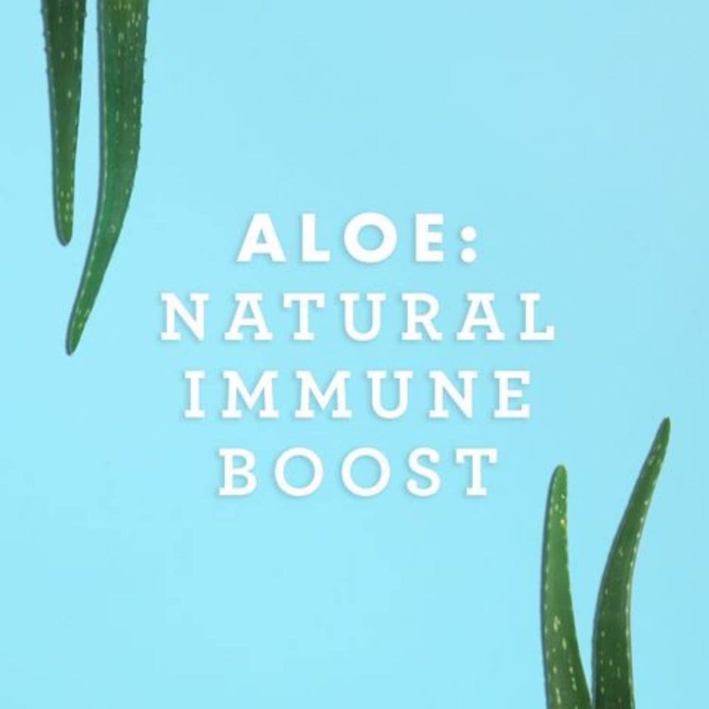 Lily of the Desert Organic Aloe Vera Juice – Inner Fillet, 16 fl oz - dailyvitalstore