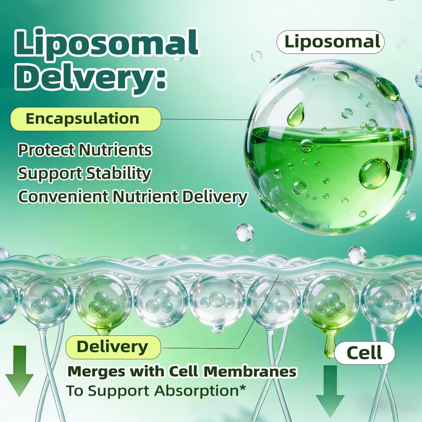 Liposomal Lymphatic Drainage Drops, 4 fl oz – 30-in-1 Lymphatic Drainage Supplements with 23 Herbs & 7 Vitamins – Supports Lymphatic System, Immune & Liver Health – Detox Support – 60-Day Supply - dailyvitalstore