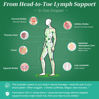 Liposomal Lymphatic Drainage Supplements with 30-in-1 Herbal Blend - Echinacea | Oregano | Milk Thistle - Sugar Free Lymph System Drops - Immune Support, Cleanse & Detox, Raspberry Flavor, 2 fl oz - dailyvitalstore