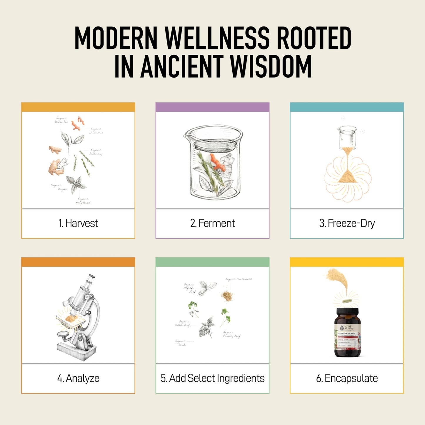 Living Alchemy Gut Health Supplements for Women - Your Flora Probiotics Women with Fermented Soybean, Cranberry Juice, Roselle, Prebiotics, Digestive Enzyme, & Probiotics - Vegan, Non-GMO, 60 Pcs - dailyvitalstore