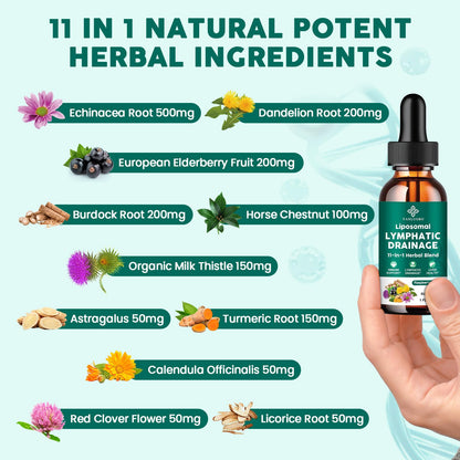 Lymphatic Drainage Drops - 11 in 1 Lymphatic Supplement for Immune, Lymph System & Liver Detox - with Echinacea, Horse Chestnut, Dandelion, Elderberry & Burdock - Raspberry Flavor, Vegan, 2 Fl Oz - dailyvitalstore