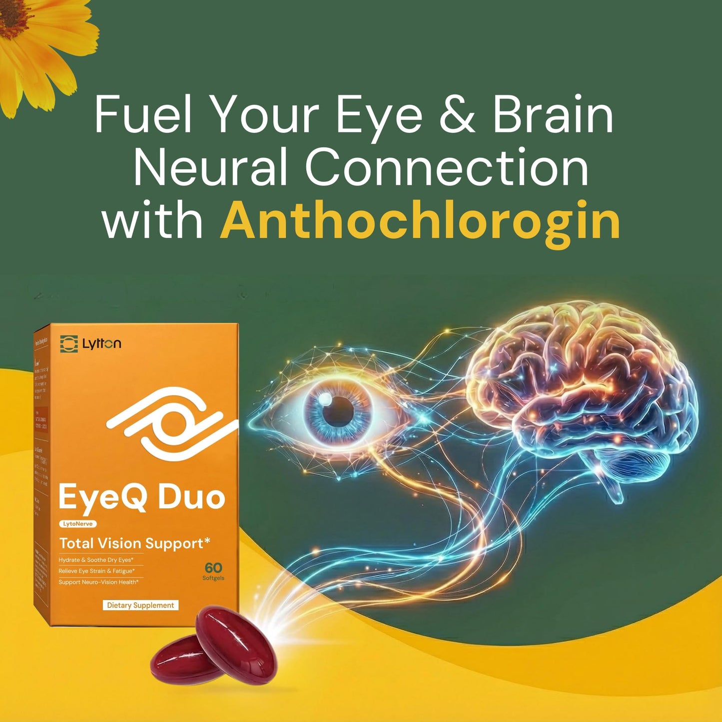 LYTTON EyeQ Duo Digital Eye & Focus Support – Patented Anthochlorogin for Brain-Eye Connection, Promotes Ocular Vitality – Rapid Visual Comfort & Natural Formula for Screen Users, 60 Softgels - dailyvitalstore