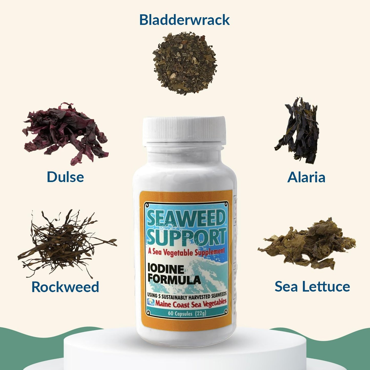 Maine Coast Sea Vegetables Seaweed Support Iodine Formula | Source of Iodine from Seaweed | Daily Use Iodine Supplement | Organic Alaria, Rockweed, Sea Lettuce, Dulse & Bladderwrack blend | 60 Capsule - dailyvitalstore