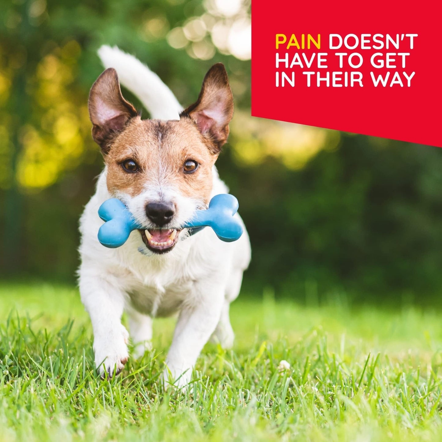 MediNatura Plant-Powered Pet Pain Relief Bundle T-Relief Pet Pain Tablets (90) + T-Relief Pet Arthritis (90) 12 Plant-Based Homeopathic Pain Relievers with Arnica - Support for Muscles, Joints + HIPS - dailyvitalstore