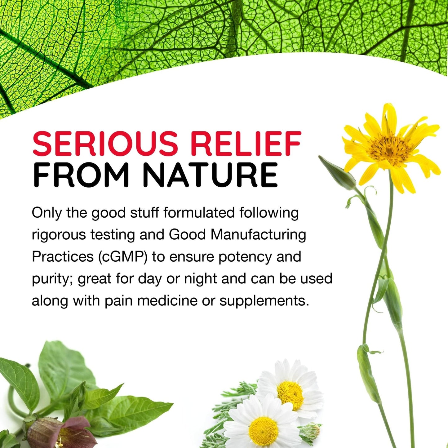 MediNatura T-Relief Pain - Arnica Medication for Naturally Soothing Body Aches - Supports Muscle, Joint & Back Relief - Chewable Tablets - Plant-Based Tablets - Non-Addictive - 100 Count - 2 Pack - dailyvitalstore