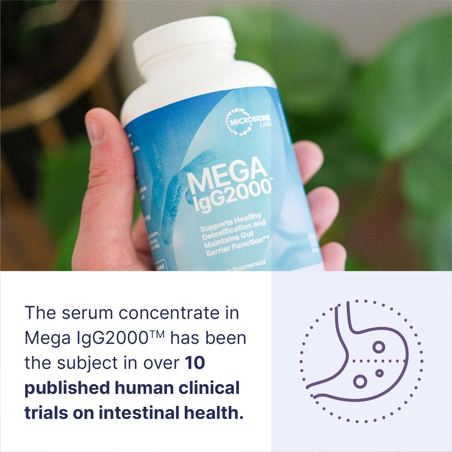 Microbiome Labs Mega IgG2000 Gut Health Powder for Women, Men & Kids 2+ - IgG Immunoglobulin Supplement for Digestive Health Support - Dairy-Free Bovine Colostrum - dailyvitalstore