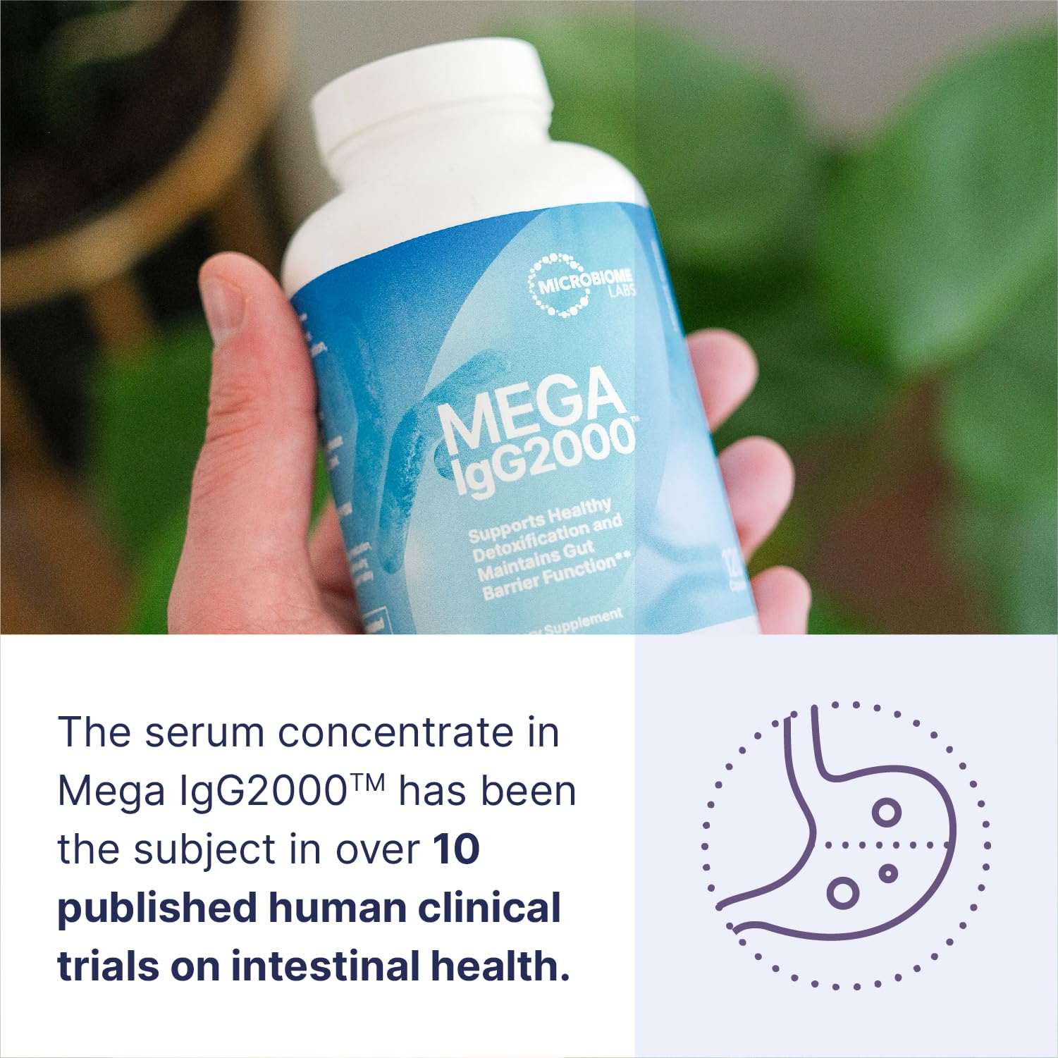 Microbiome Labs Mega IgG2000 Gut Health Powder for Women, Men & Kids 2+ - IgG Immunoglobulin Supplement for Digestive Health Support - Dairy-Free Bovine Colostrum - dailyvitalstore