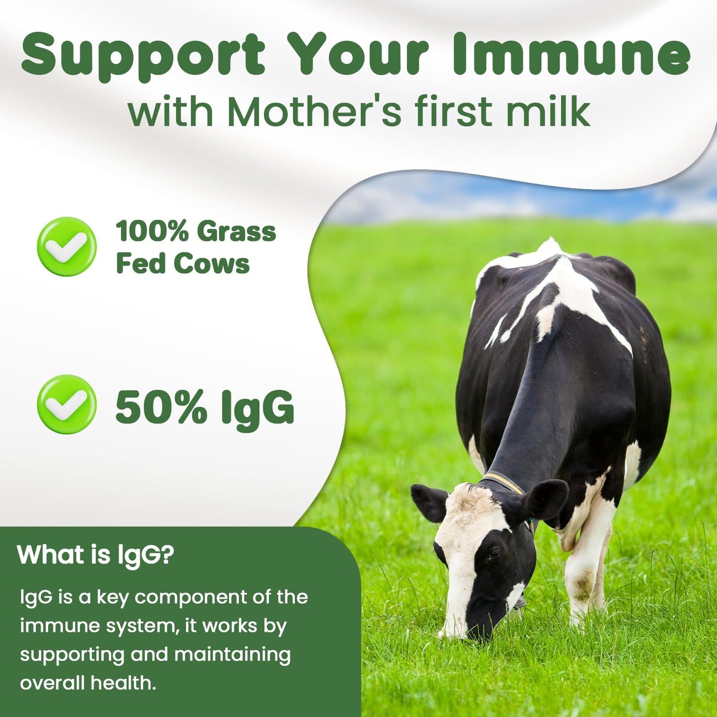 MICYDELAS Bovine Colostrum Supplement Powder 50% IgG Premium Bovine Colostrum for Gut Health Support, Immune Support, Muscle Recovery & Overall Wellness, Grass Fed, Non-GMO, Unflavored, 60 Servings - dailyvitalstore