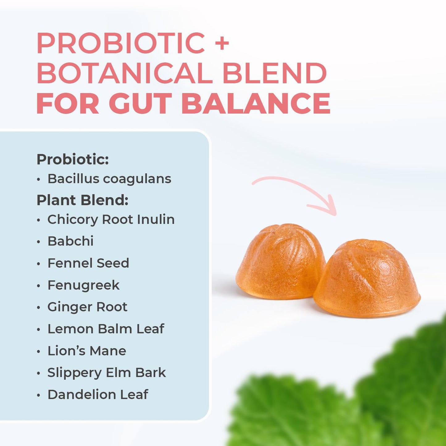 Nature’s NutriWave PrimeBiome Probiotic Gummies – Plant-Based Blend with Inulin, Lion’s Mane, Ginger & More– Non-GMO, No Stimulants, GMP Certified – 30 Gummies, 1 Month Supply - dailyvitalstore