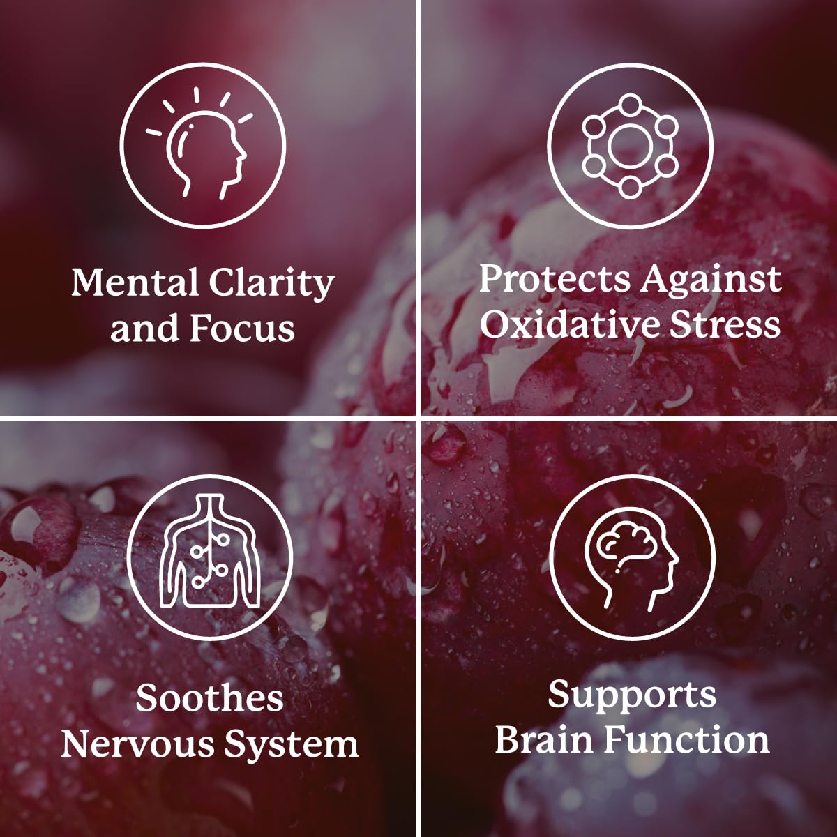 Nature's Sunshine Focus Attention, 90 Capsules, Provides Nutrients That Help Maintain Normal Brain-Stimulation Levels While Supporting Blood Circulation and Neurotransmitter Levels in The Brain - dailyvitalstore