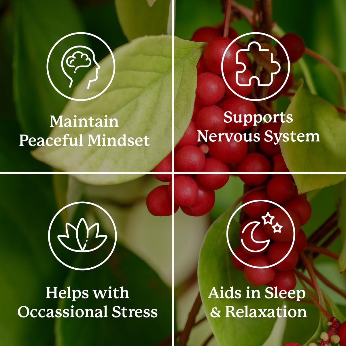 Nature's Sunshine Nutri-Calm- Herbal Stress Relief Supplement for Natural Relief, Mood Support and Boost, Nervous System Support - 100 Count - dailyvitalstore