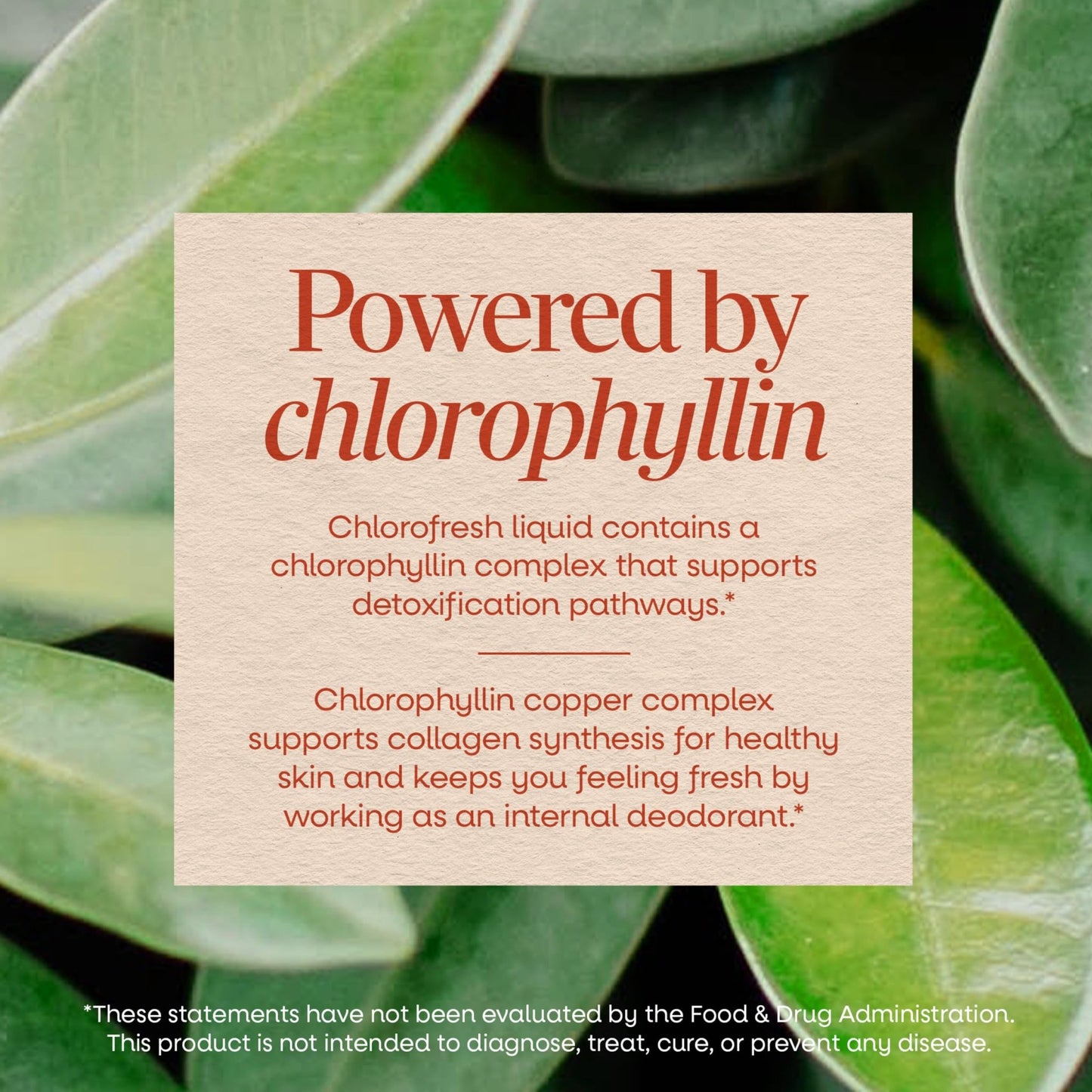 Nature's Way Chlorofresh Liquid Chlorophyll, Chlorophyllin Copper Complex, Internal Deodorant Supplement, Supports Healthy - dailyvitalstore