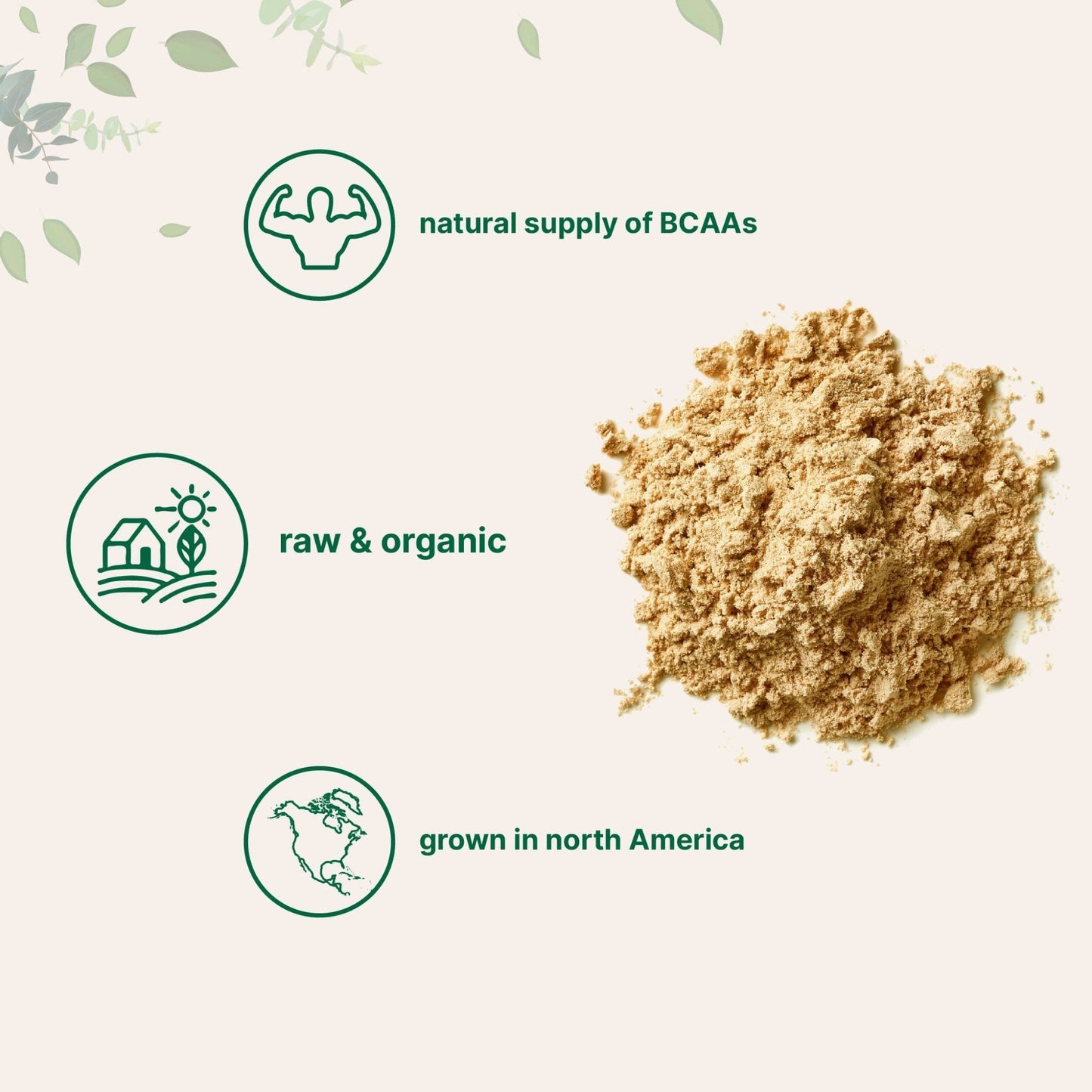 North America Grown, Organic Pea Protein Powder, 1KG (2.2 Pounds) | Plant-Based Vegan Protein, Meatless Protein Supplement, Natural Branched Chain Amino Acids | Non-GMO, Soy Free - dailyvitalstore