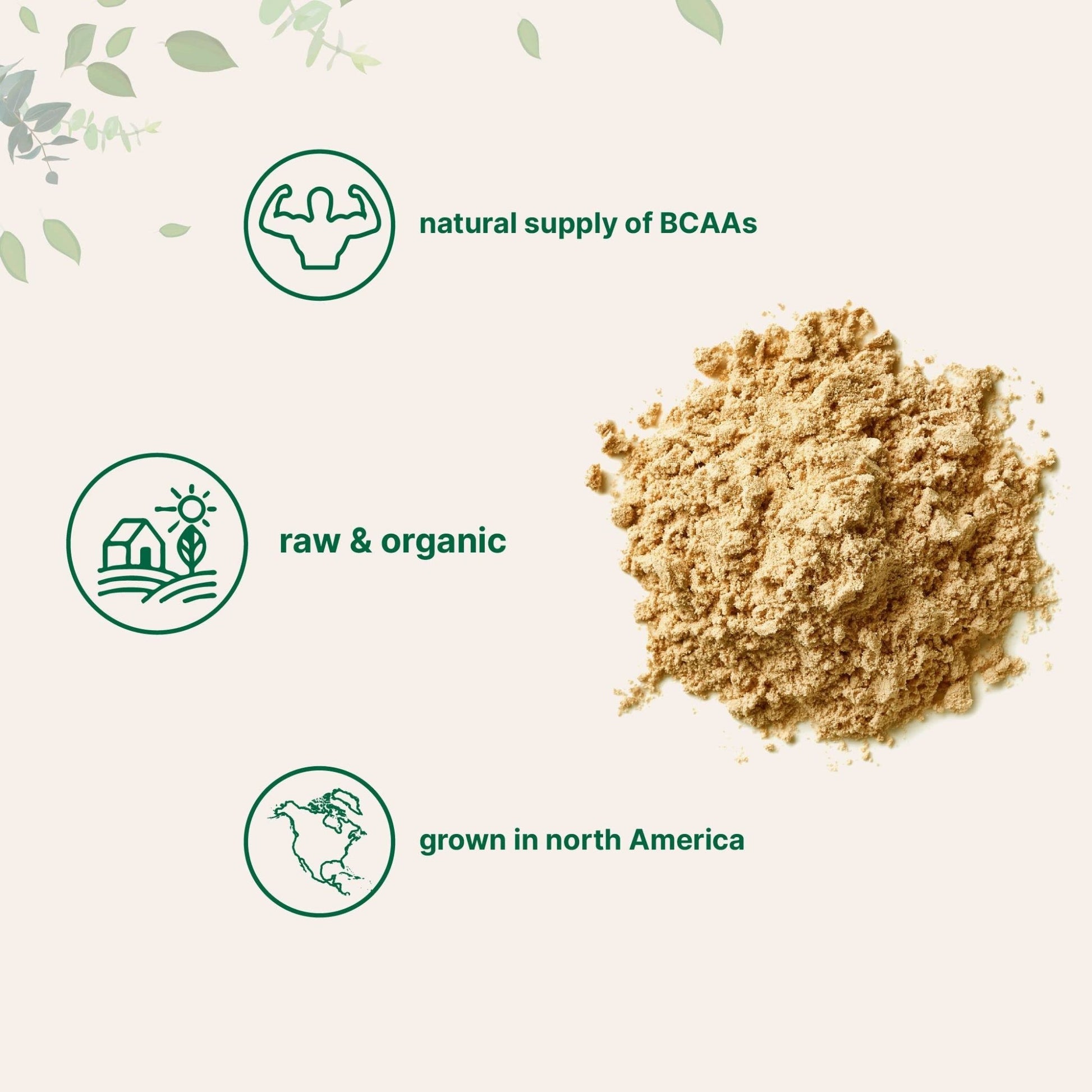 North America Grown, Organic Pea Protein Powder, 1KG (2.2 Pounds) | Plant-Based Vegan Protein, Meatless Protein Supplement, Natural Branched Chain Amino Acids | Non-GMO, Soy Free - dailyvitalstore