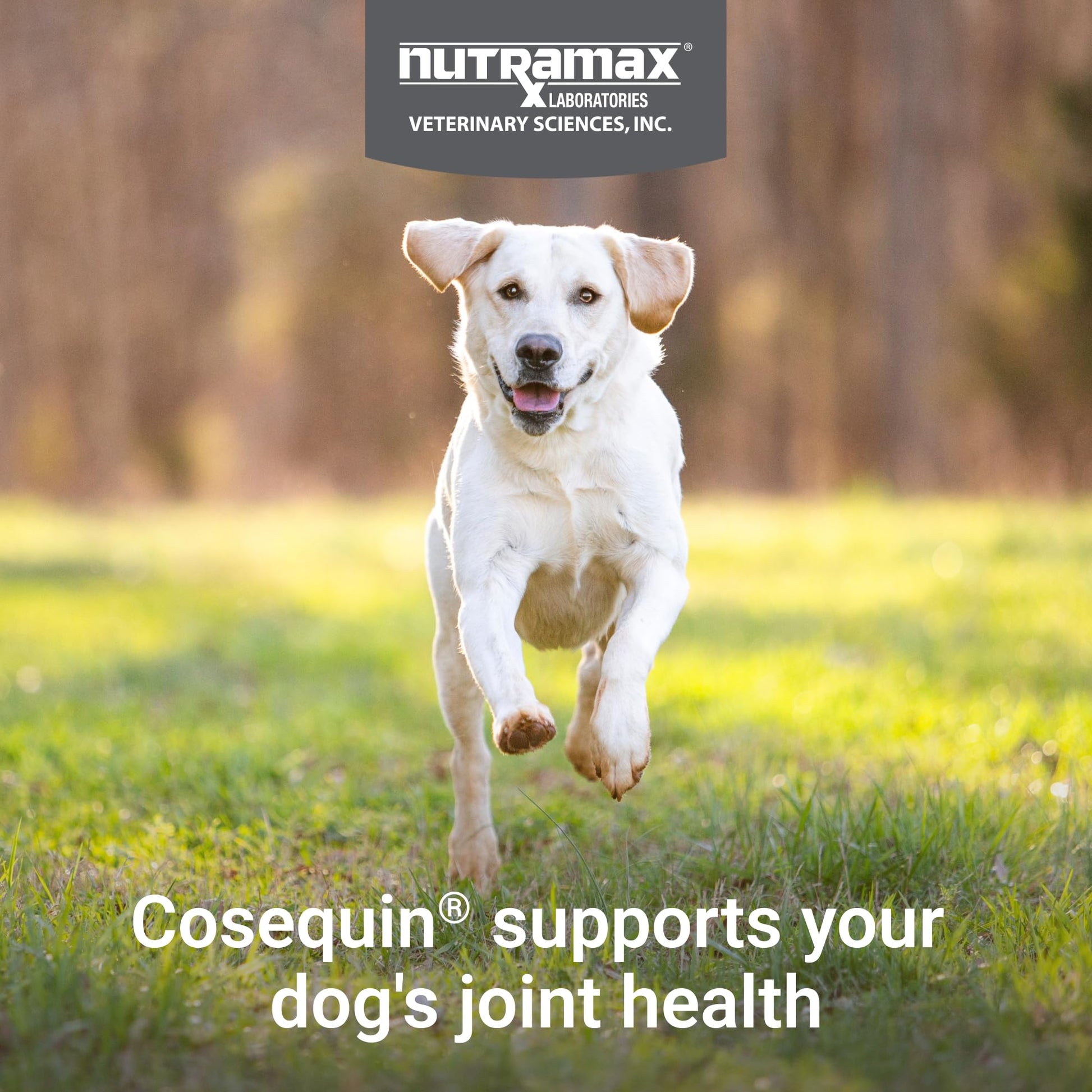 Nutramax Cosequin for Dogs Joint Health Supplement, Contains Glucosamine for Dogs, Chondroitin, MSM and Omega-3s, Supports Joint and Skin and Coat Health, Soft Chews, 60 Count - dailyvitalstore