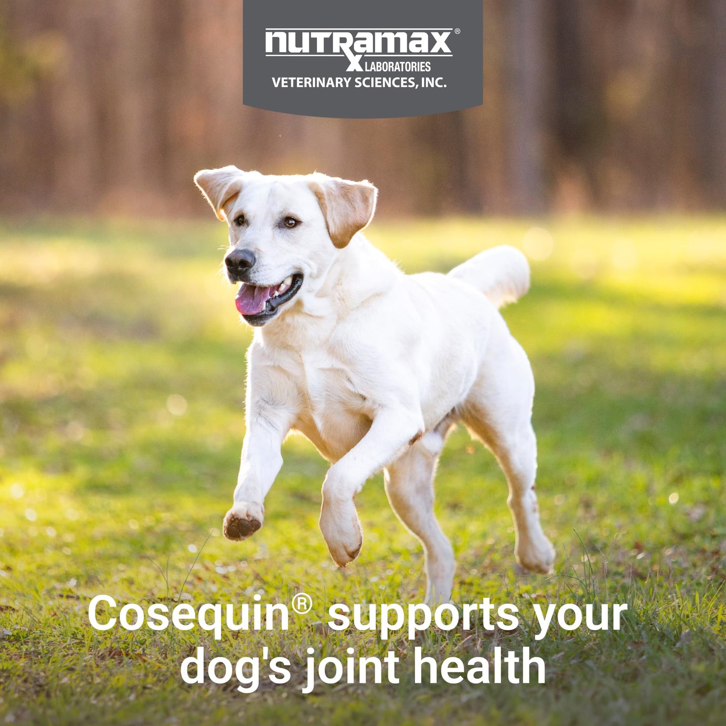Nutramax Cosequin for Dogs Joint Health Supplement, Contains Glucosamine for Dogs, Plus Chondroitin, MSM and HA, Supports Healthy Joints, Chewable Tablets, 75 Count - dailyvitalstore
