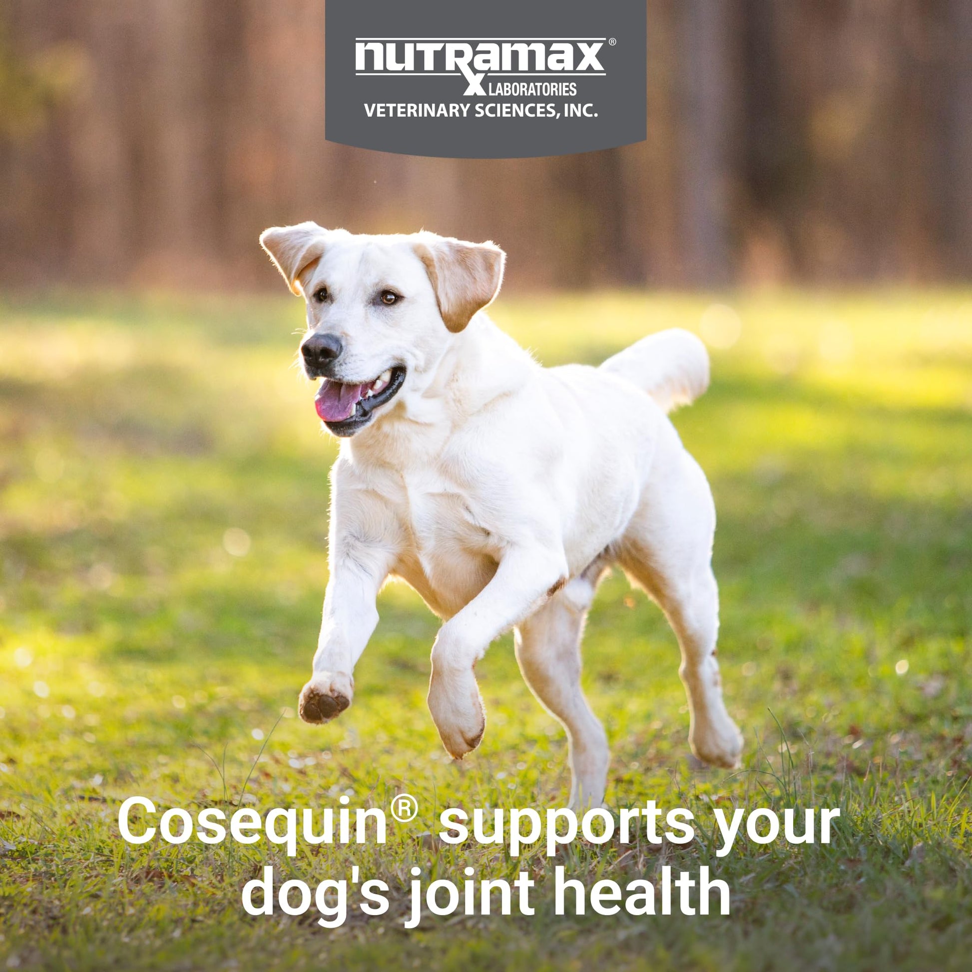 Nutramax Cosequin for Dogs Joint Health Supplement, Contains Glucosamine for Dogs, Plus Chondroitin, MSM and HA, Supports Healthy Joints, Chewable Tablets, 75 Count - dailyvitalstore